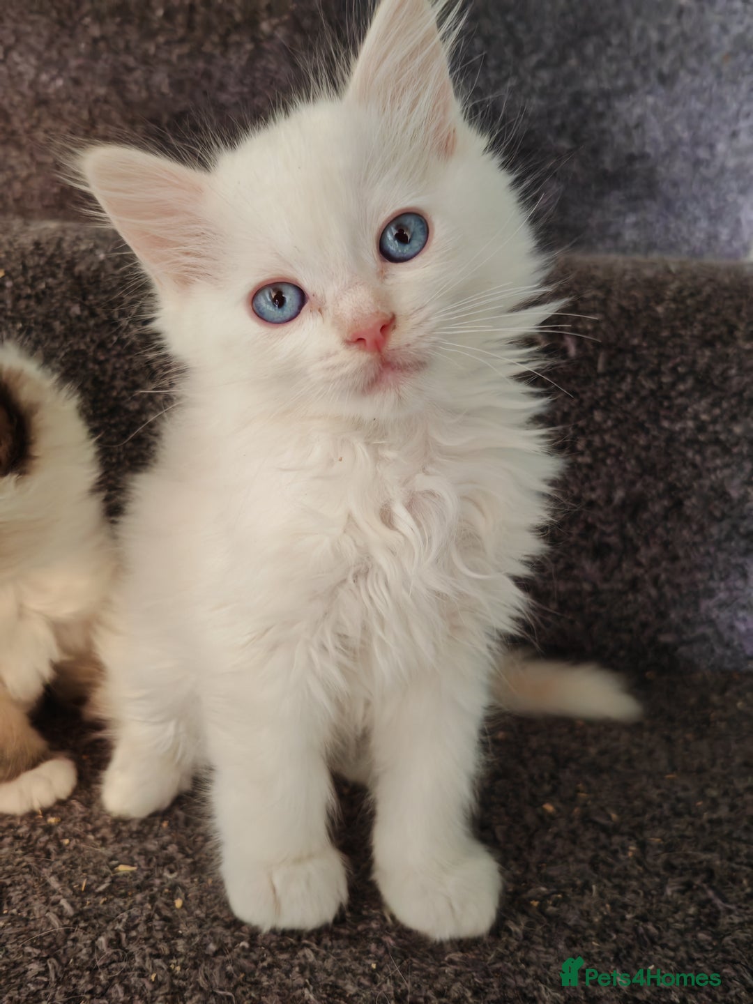 Ragdoll cats for sale: Ragdoll Kittens ready to go  - Image 1