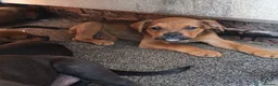 Mixed Breed dogs for sale:  Looking for loving families for 5 wonderful boys  in Walsall - Advert 8