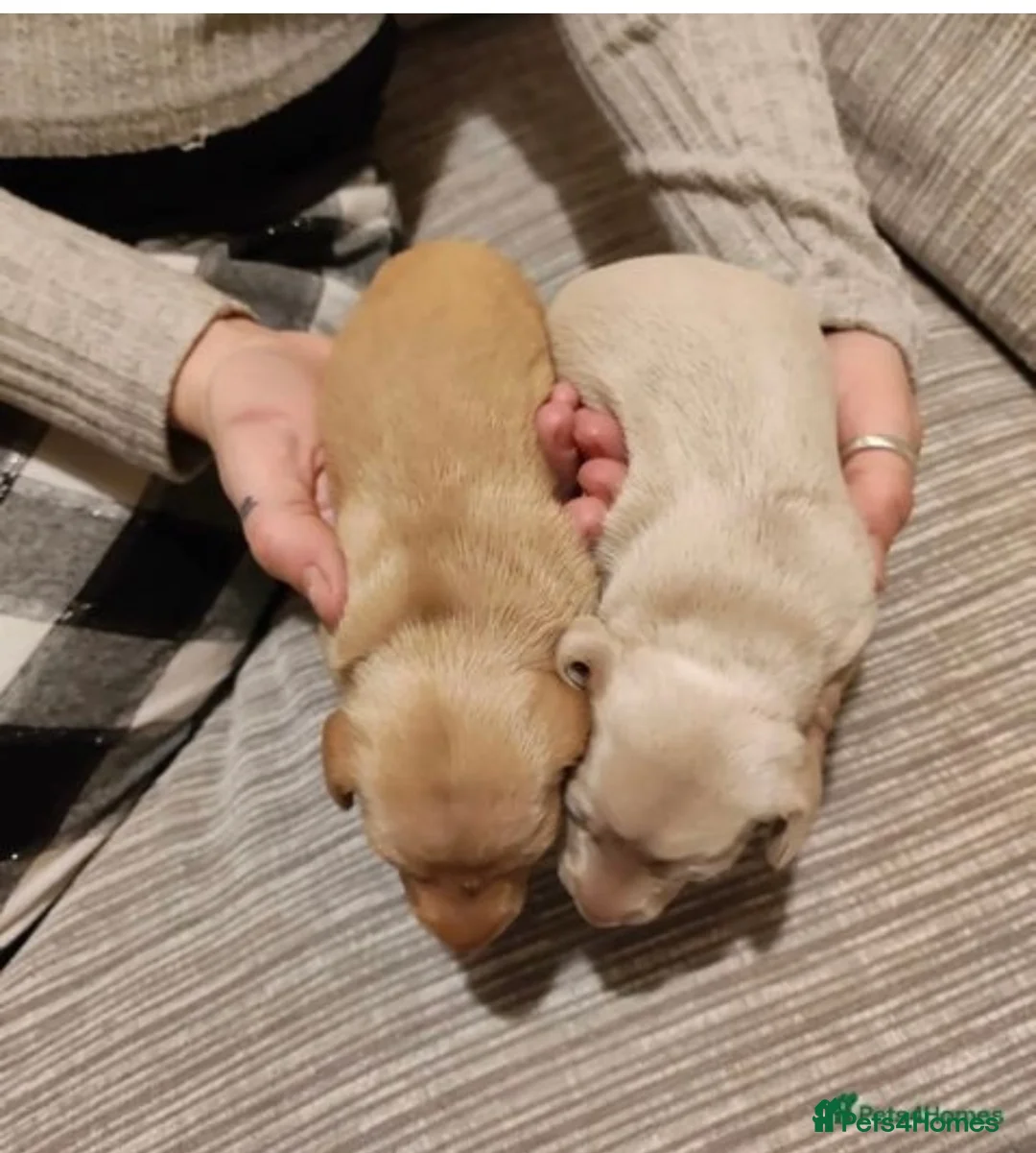 Miniature Dachshund dogs for stud: Experienced Choc & Tan Mini - KC Reg & DNA CLEAR in Romford - Advert 21