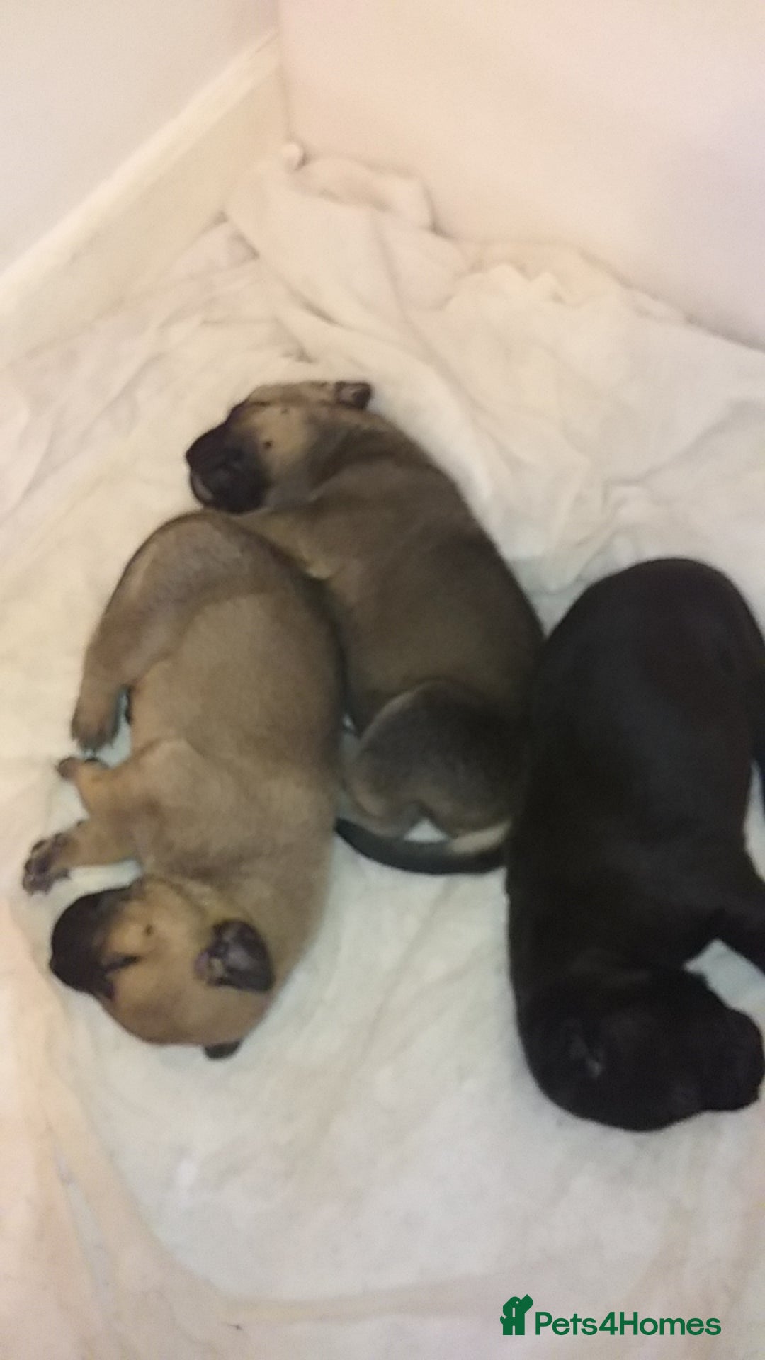 Mixed Breed dogs for sale: Cane corso x American akita cross for sale  - Image 3
