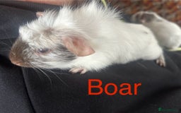 Guinea Pig rodents for sale: Bonded sows and boars £40 pair - Image 10