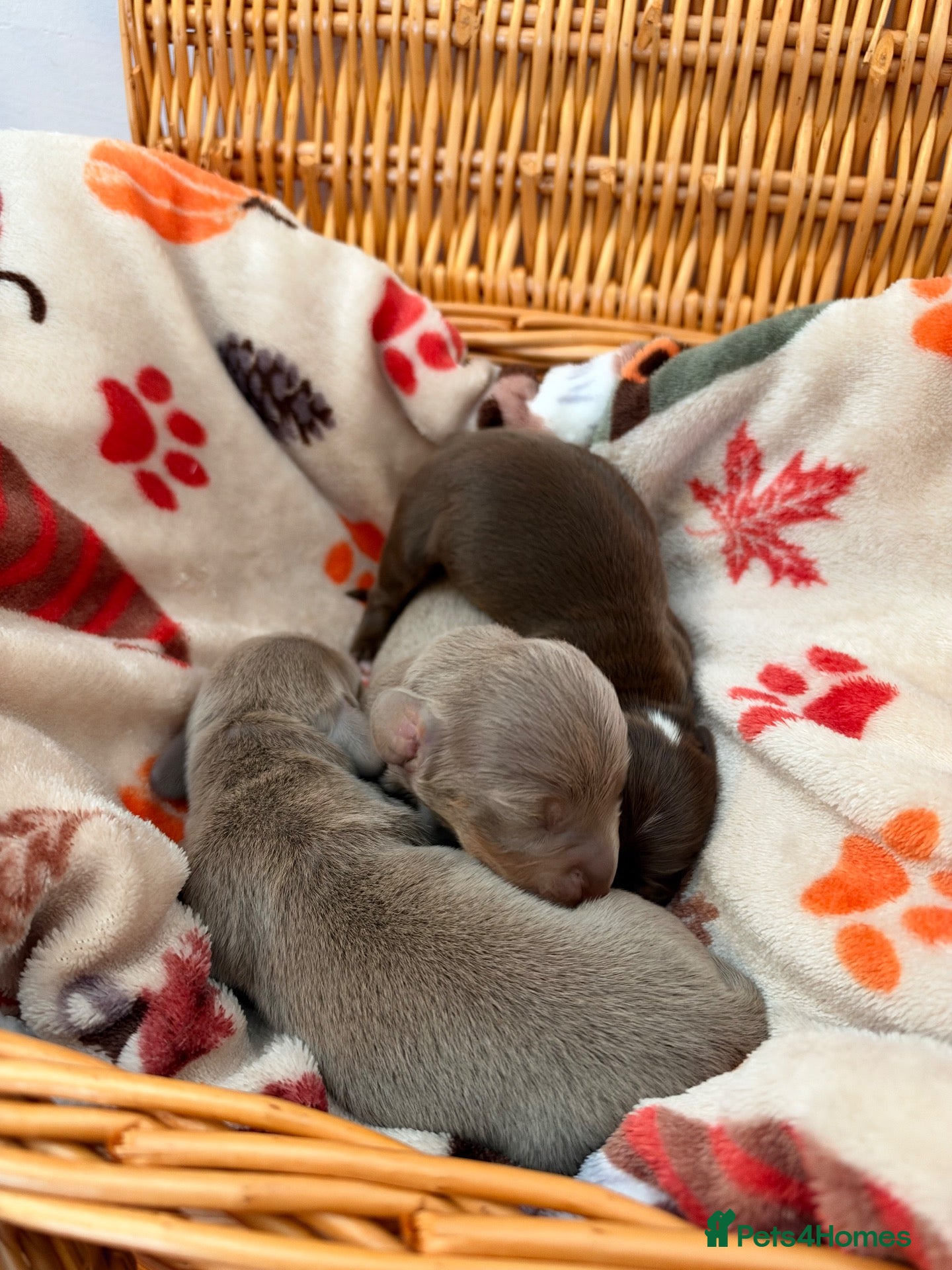 Miniature Dachshund dogs Stunning Miniature Dachshund - Advert 16