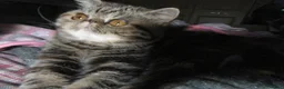 Exotic cats for sale:  Beautiful Exotic female kittens Ready now - Advert 20