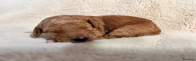 Goldendoodle 8