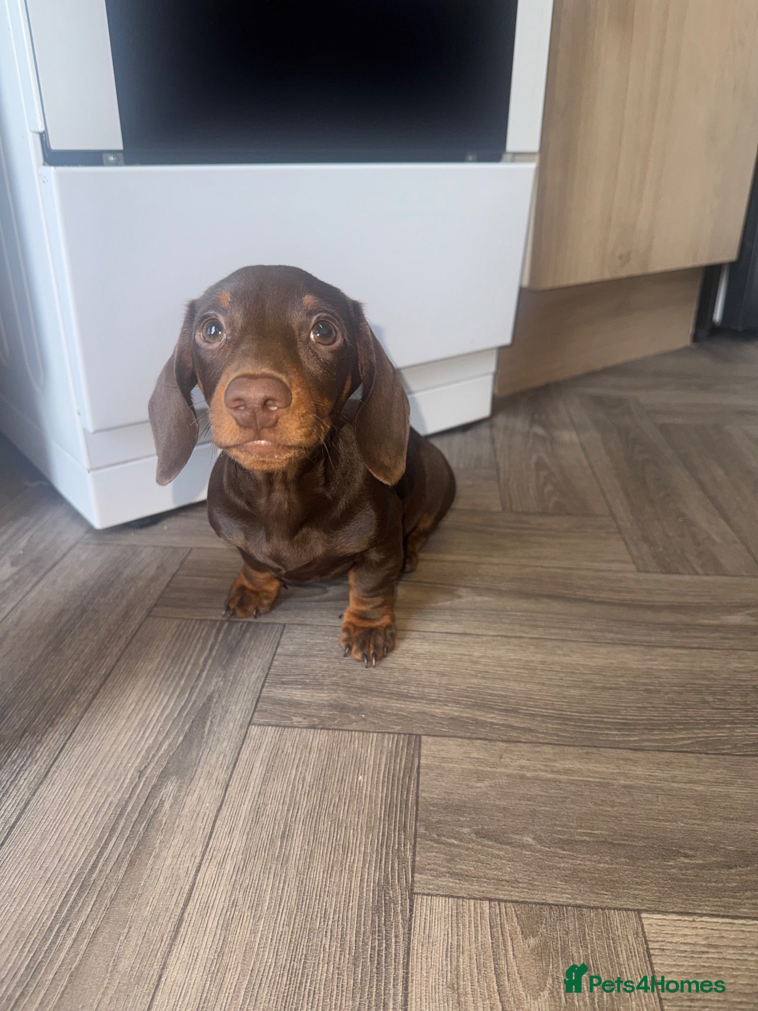 Miniature Dachshund dogs Melissa  - Advert 1