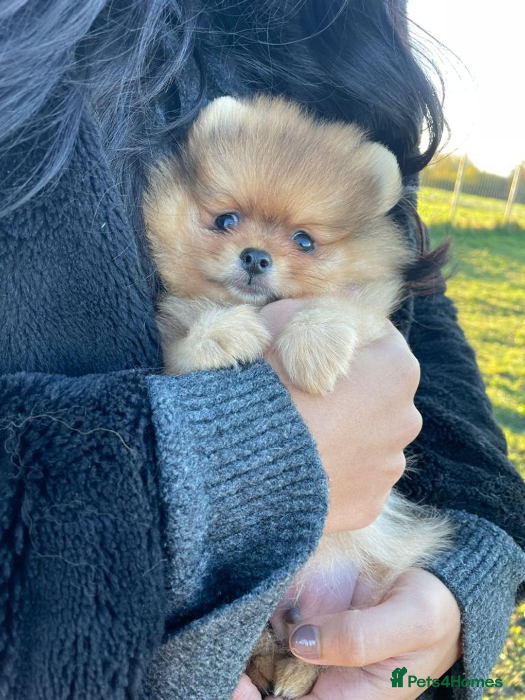 Pomeranian dogs for stud: Orange Pomeranian KC Registered CHAMPION Bloodline in Manchester - Advert 4