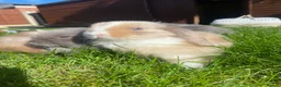 Mini Lop rabbits for sale: 4 beautiful mini lop girls - Advert 5