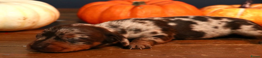 Miniature Dachshund Puppy 4