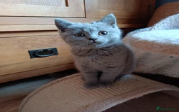 British Shorthair cats for sale: Blue British shorthairs kittens with GCCFpedigree - Image 8
