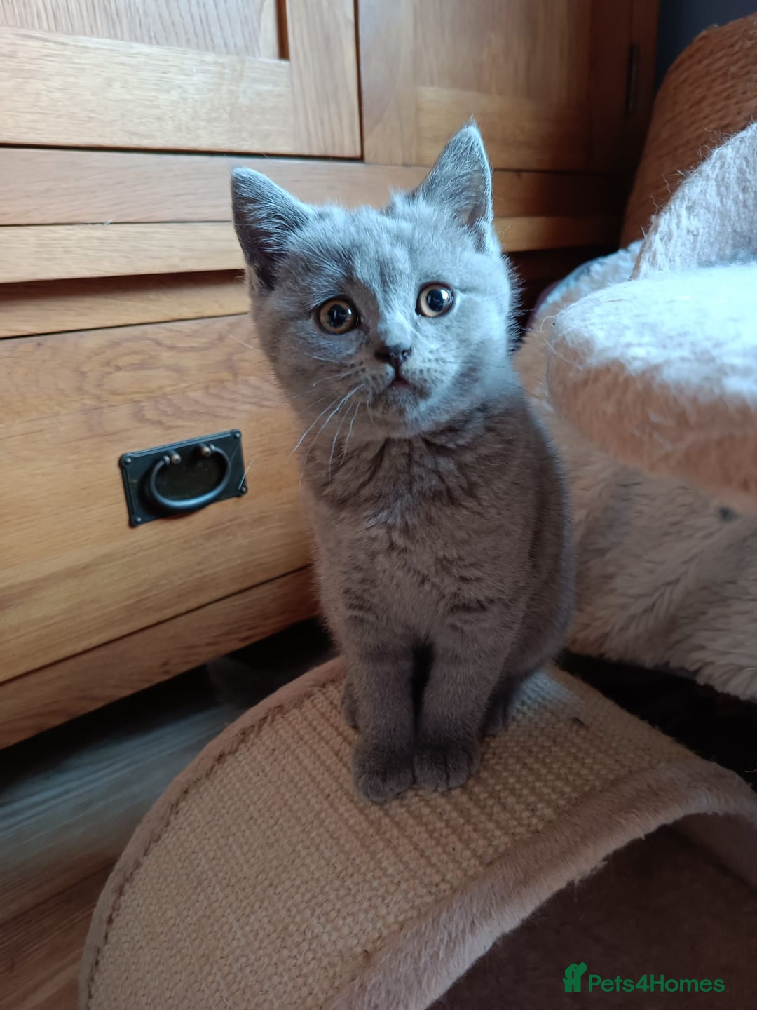 British Shorthair cats for sale: Blue British shorthairs kittens with GCCFpedigree - Image 8