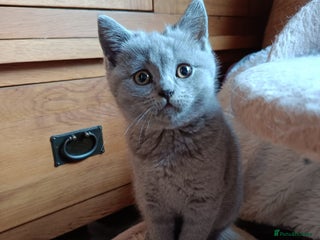British Shorthair cats Blue British shorthairs kittens with GCCFpedigree - Advert 1