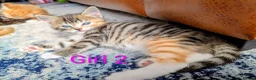 Mixed Breed cats for sale: Gorgeous Tabby Kittens for sale Ready June 17 - Advert 34
