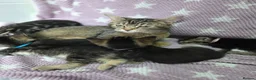 Mixed Breed cats for sale: Beautiful kittens looking for their forever homes  - Advert 10