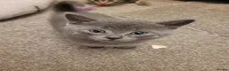 Russian Blue cats for sale: Pair of Beautiful Russian Blue Kittens - Advert 9