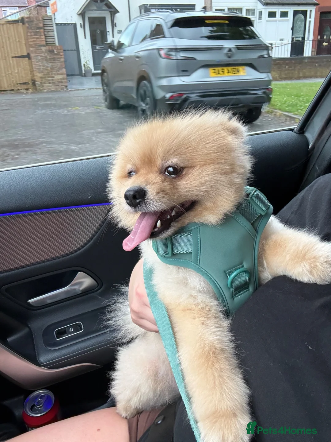 Pomeranian dogs for sale: 2 year old Pomeranian boy for sale  in Widnes - Advert 2