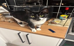 Brazilian Shorthair cats for sale: Gorgeous friendly kittens  - Image 7
