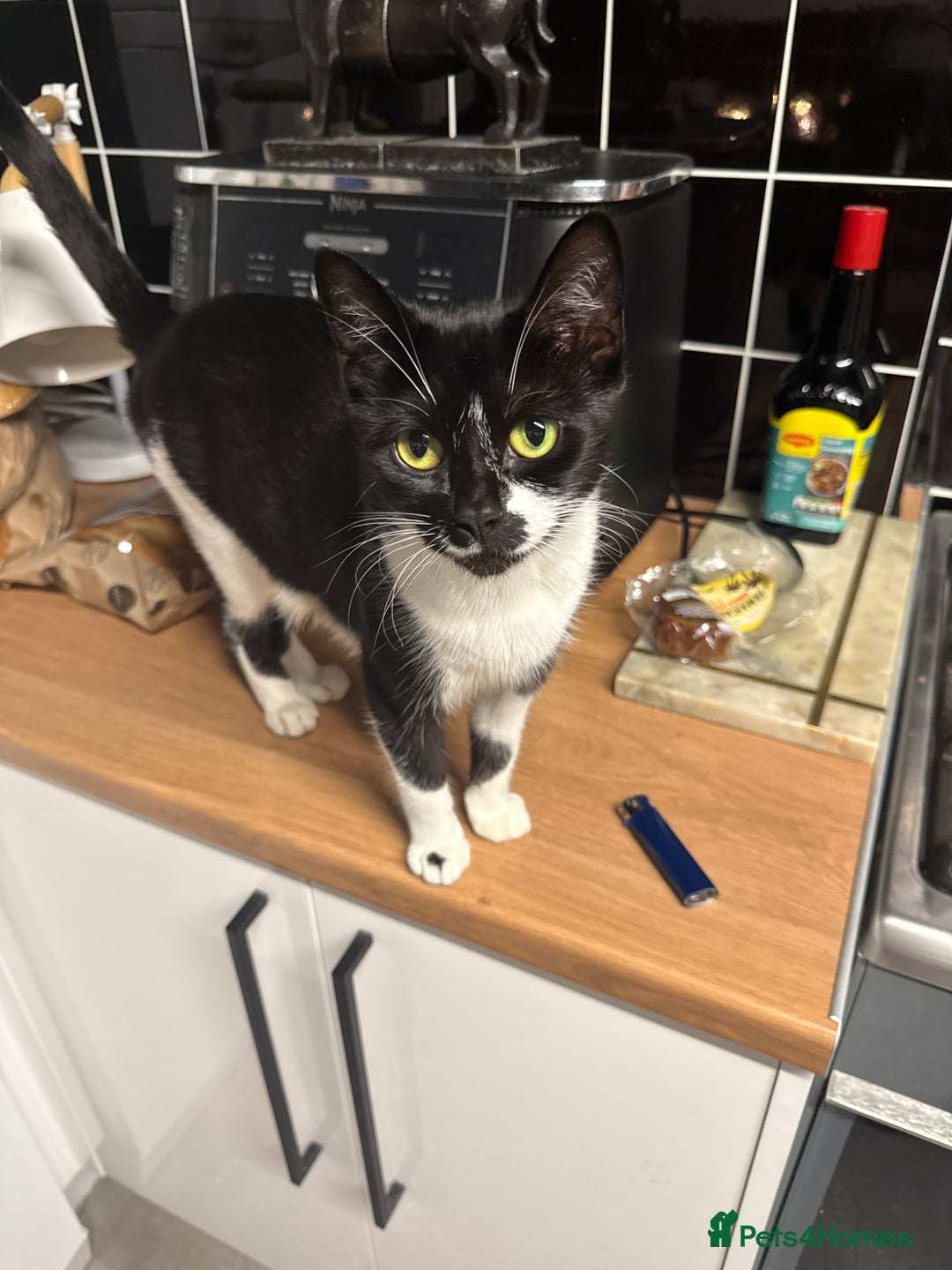 Brazilian Shorthair cats for sale: Gorgeous friendly kittens  - Image 7