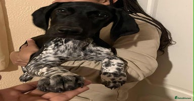 German Shorthaired Pointer dogs - Advert 2