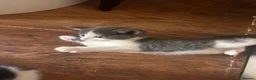 British Shorthair cats for sale: Kittens 1 Male and 1 Female left  in Portsmouth - Advert 4