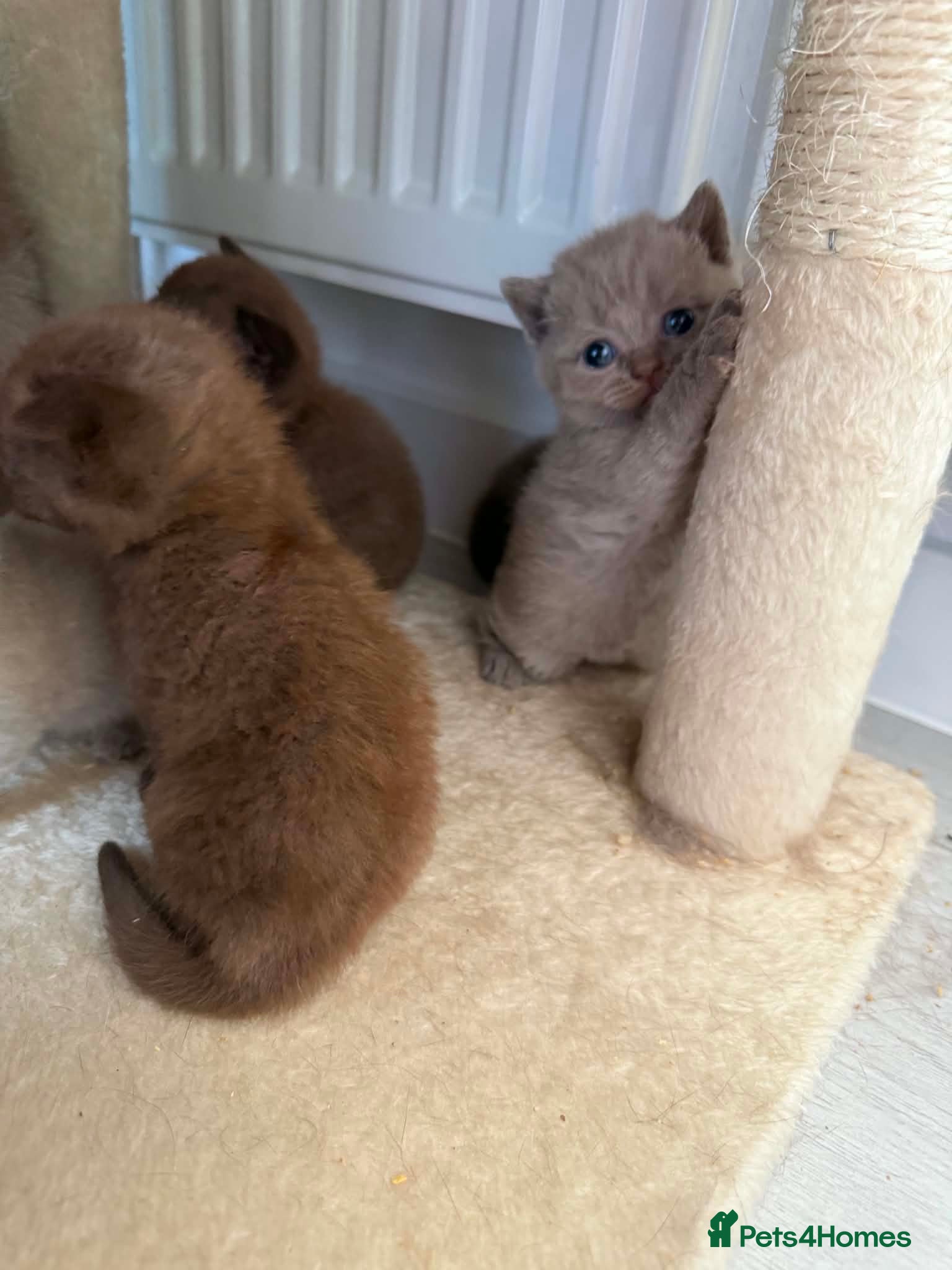 Scottish Fold cats Stunning Scottish fold/straight kittens😻 - Advert 1