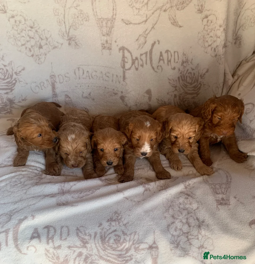 Cockapoo dogs for sale: Beautiful litter of F1 Cockapoo puppies  - Advert 2