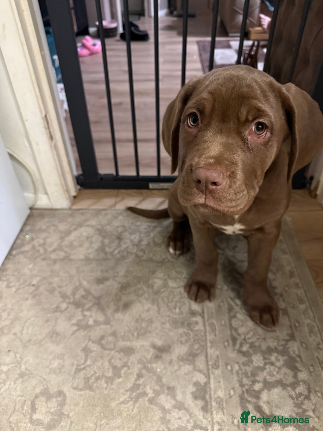 Cane Corso dogs for sale: Cane corso callie - Advert 1