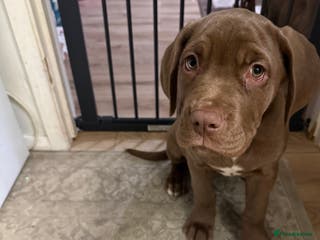 Cane Corso dogs Cane corso callie - Advert 5