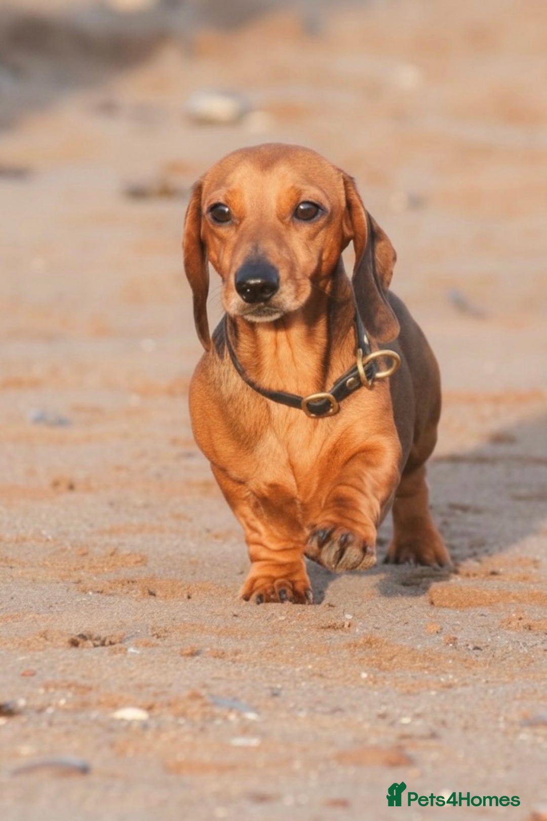 Miniature Dachshund dogs for stud: Kc reg pra clear shaded red mini smooth  - Advert 1