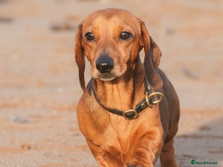 Miniature Dachshund dogs Kc reg pra clear shaded red mini smooth - Advert 3