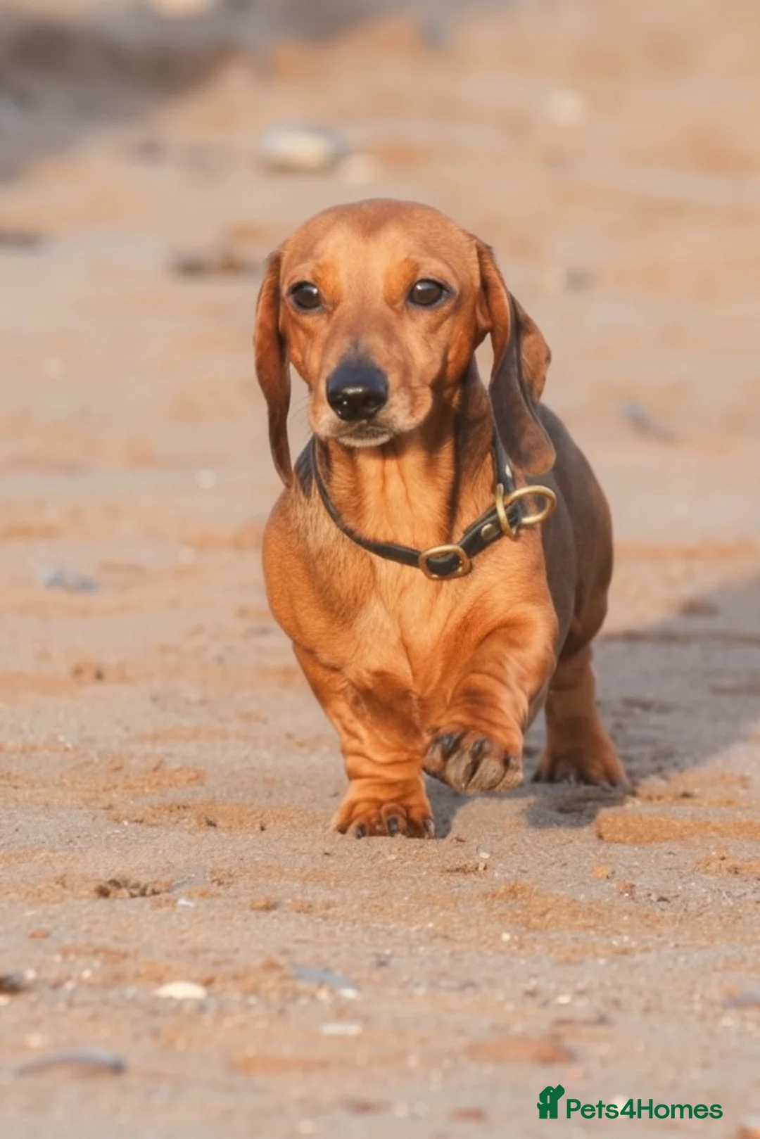 Miniature Dachshund dogs for stud: Kc reg pra clear shaded red mini smooth  - Advert 1