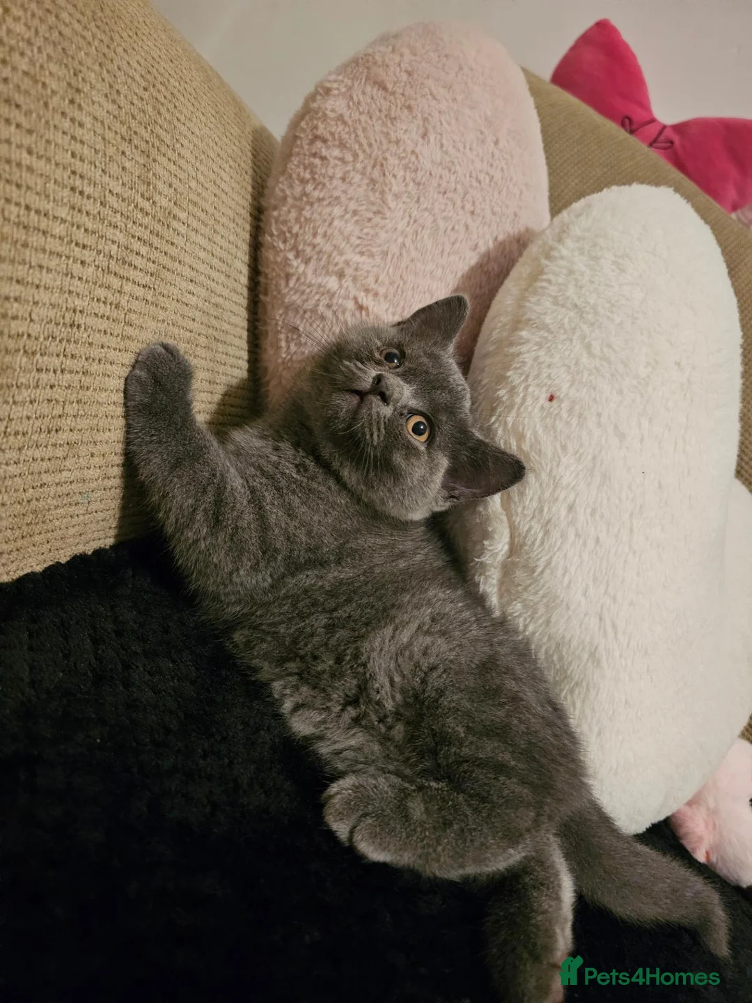 British Shorthair cats for sale: British Shorthair kitten - Advert 2