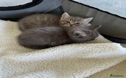 British Shorthair cats for sale: BRITISH SHORTHAIR KITTENS  - Image 3
