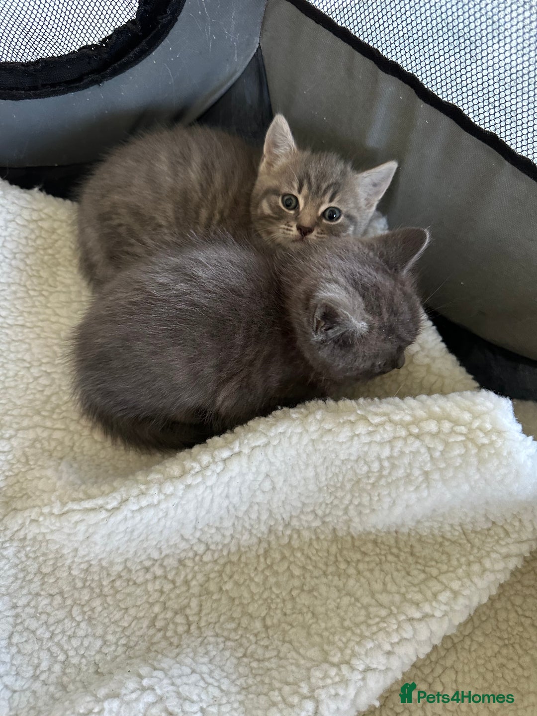 British Shorthair cats for sale: BRITISH SHORTHAIR KITTENS  - Image 3