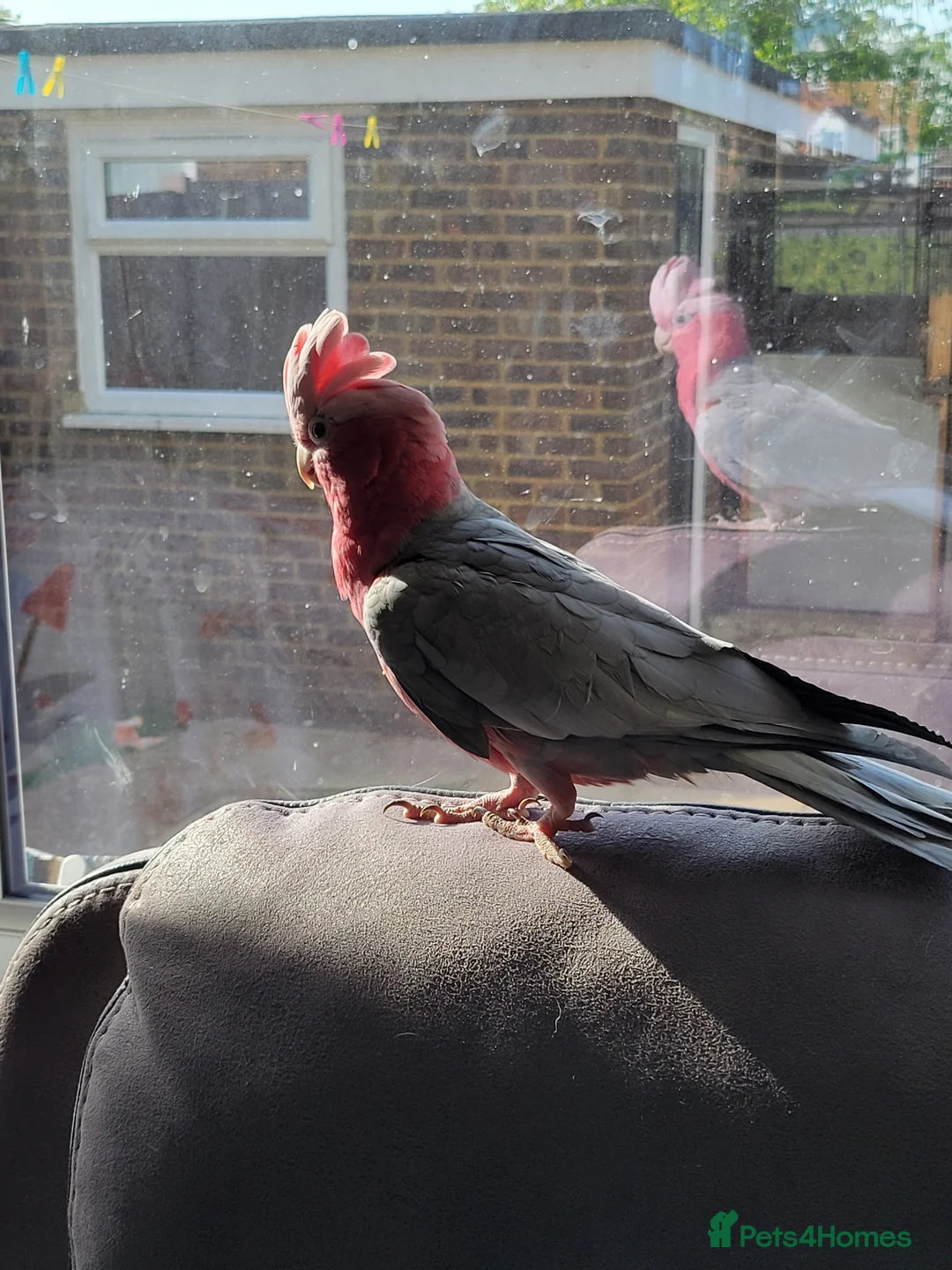 Parakeets birds for sale: Gallah parrot for sale in High Wycombe - Advert 2