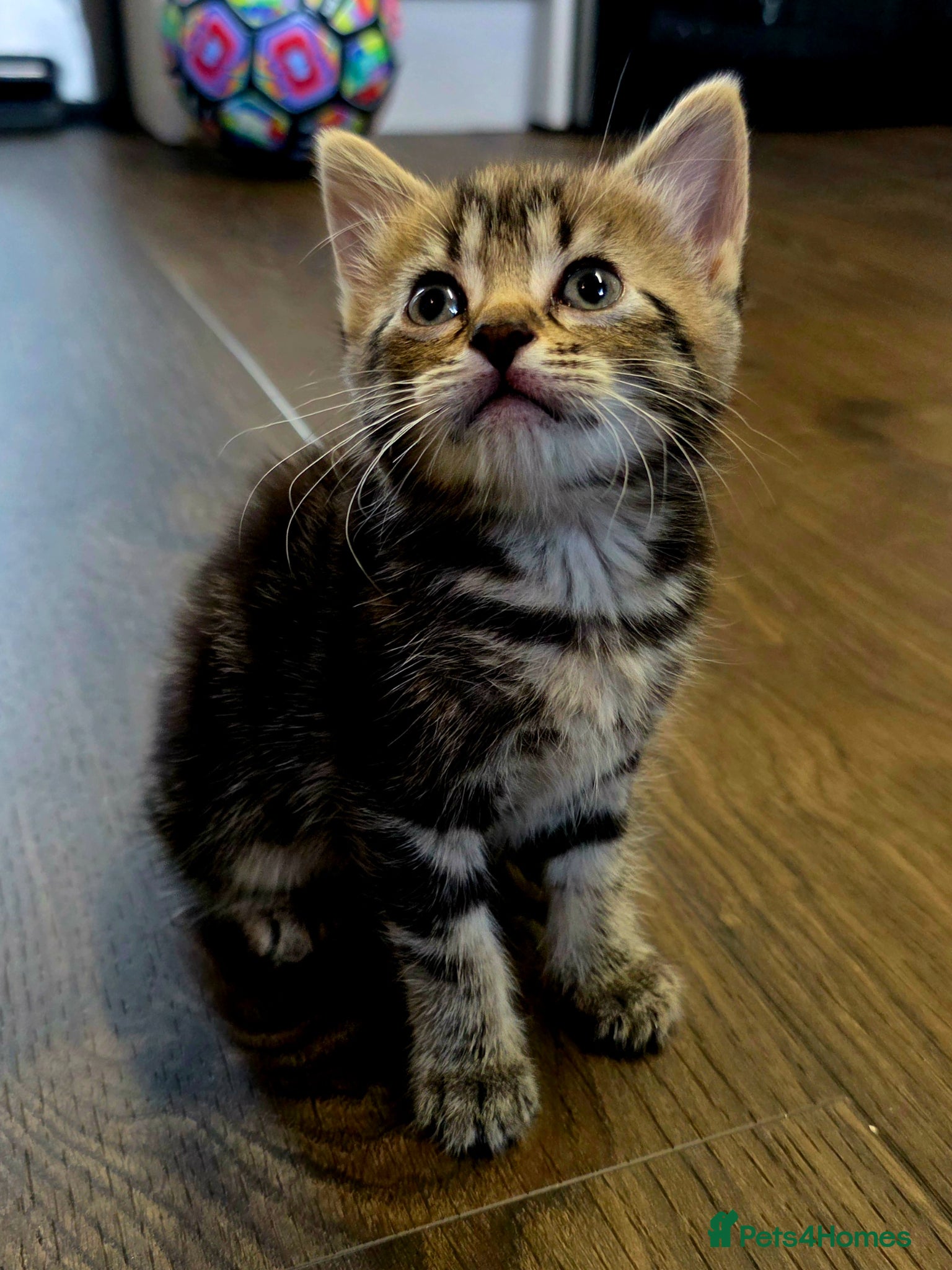 Mixed Breed cats for sale: Tabby kittens available 22nd of June - Advert 6