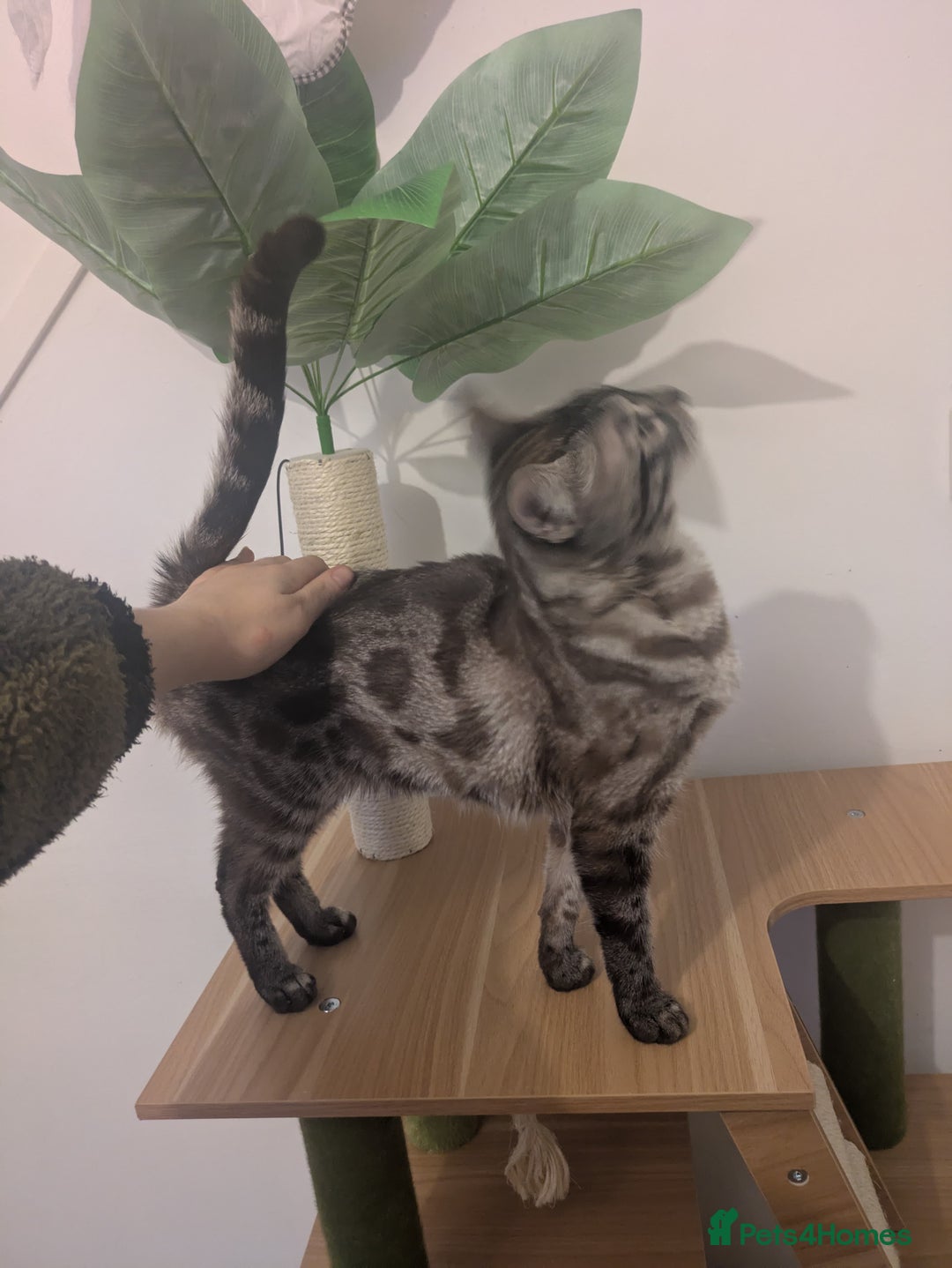 Bengal cats for sale: Beautiful Girl Looking For A New Home - Advert 3