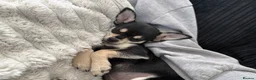 Mixed Breed dogs for sale: Minnie – Beautiful 13 Week Old Girl Puppy 💕 - Advert 2