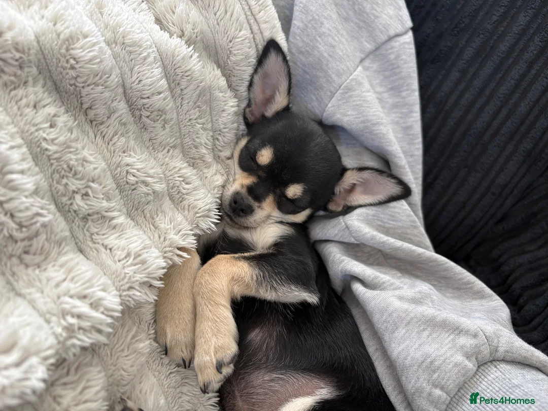 Mixed Breed dogs for sale: Minnie – Beautiful 13 Week Old Girl Puppy 💕 - Advert 2