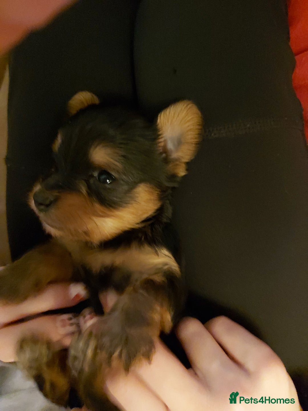 Yorkshire Terrier dogs for sale: Tiny Yorkshire Terriers - Advert 9