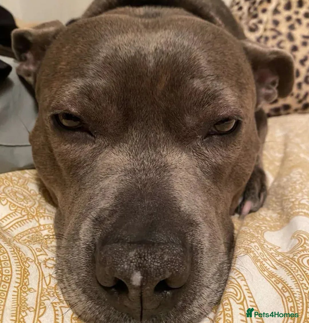 Staffordshire Bull Terrier dogs for sale: Blue staffy - Image 5