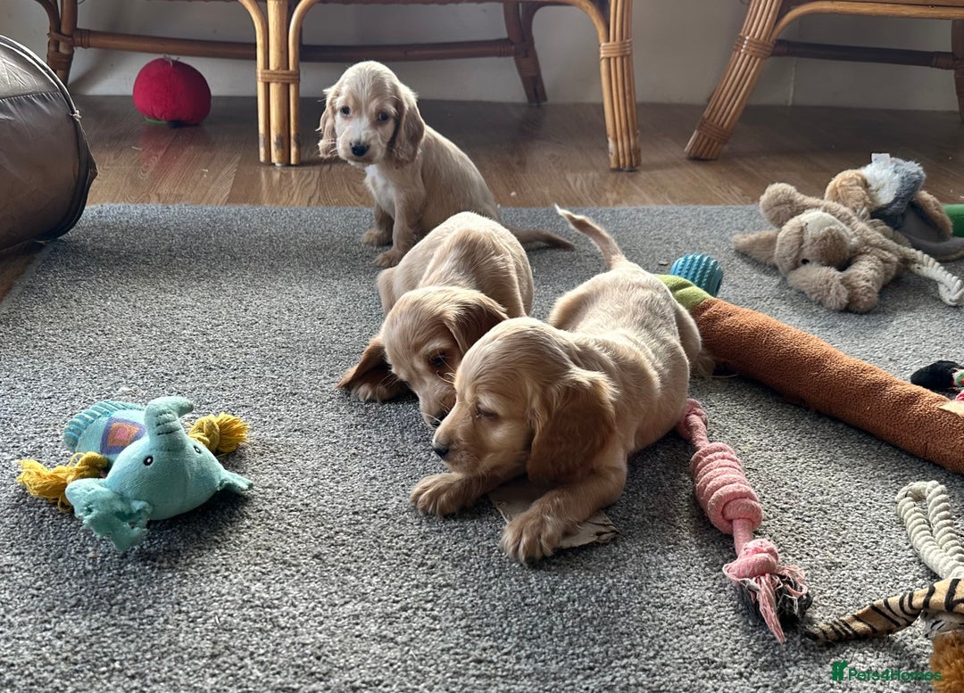 Cocker Spaniel dogs for sale: Beautiful gold cocker puppies - Image 16