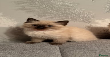 Ragdoll cats - Advert 9