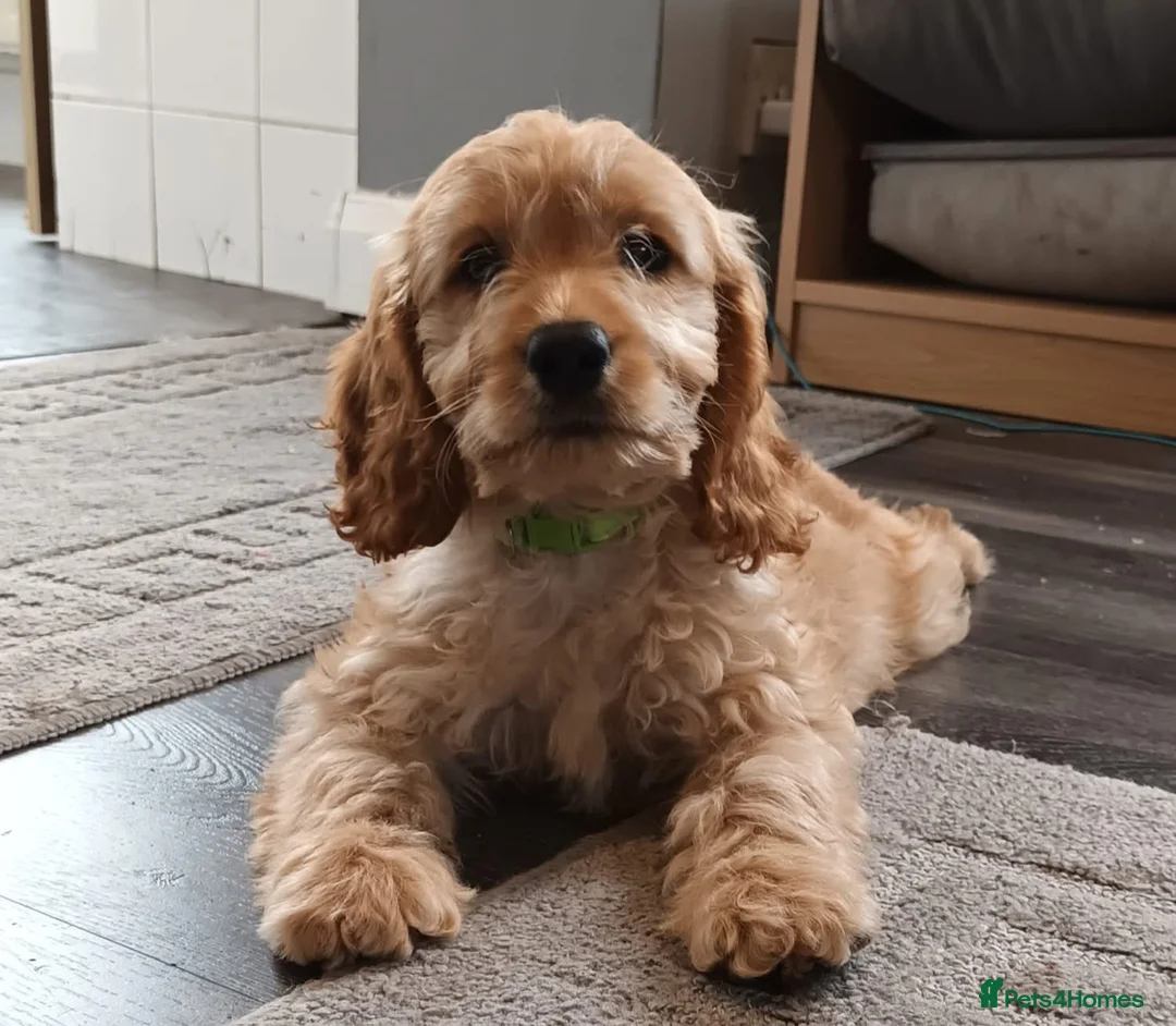 Miniature Poodle dogs for stud: mintiure poodle stud only kc health tested in Ely - Advert 17