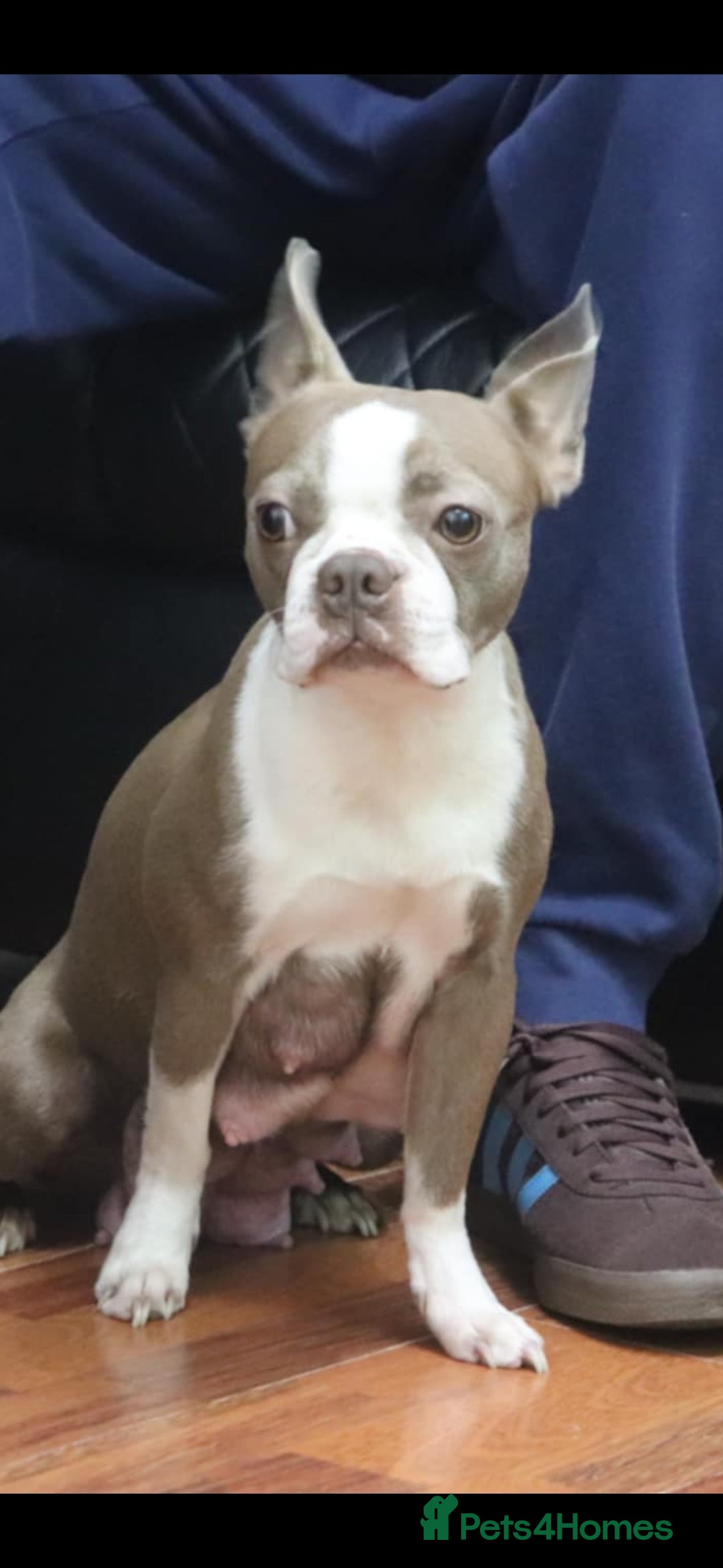 Boston Terrier dogs for sale: Beautiful Boston terrier puppies for sale  - Advert 10