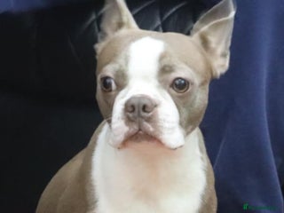 Boston Terrier dogs Beautiful Boston terrier puppies for sale - Advert 16