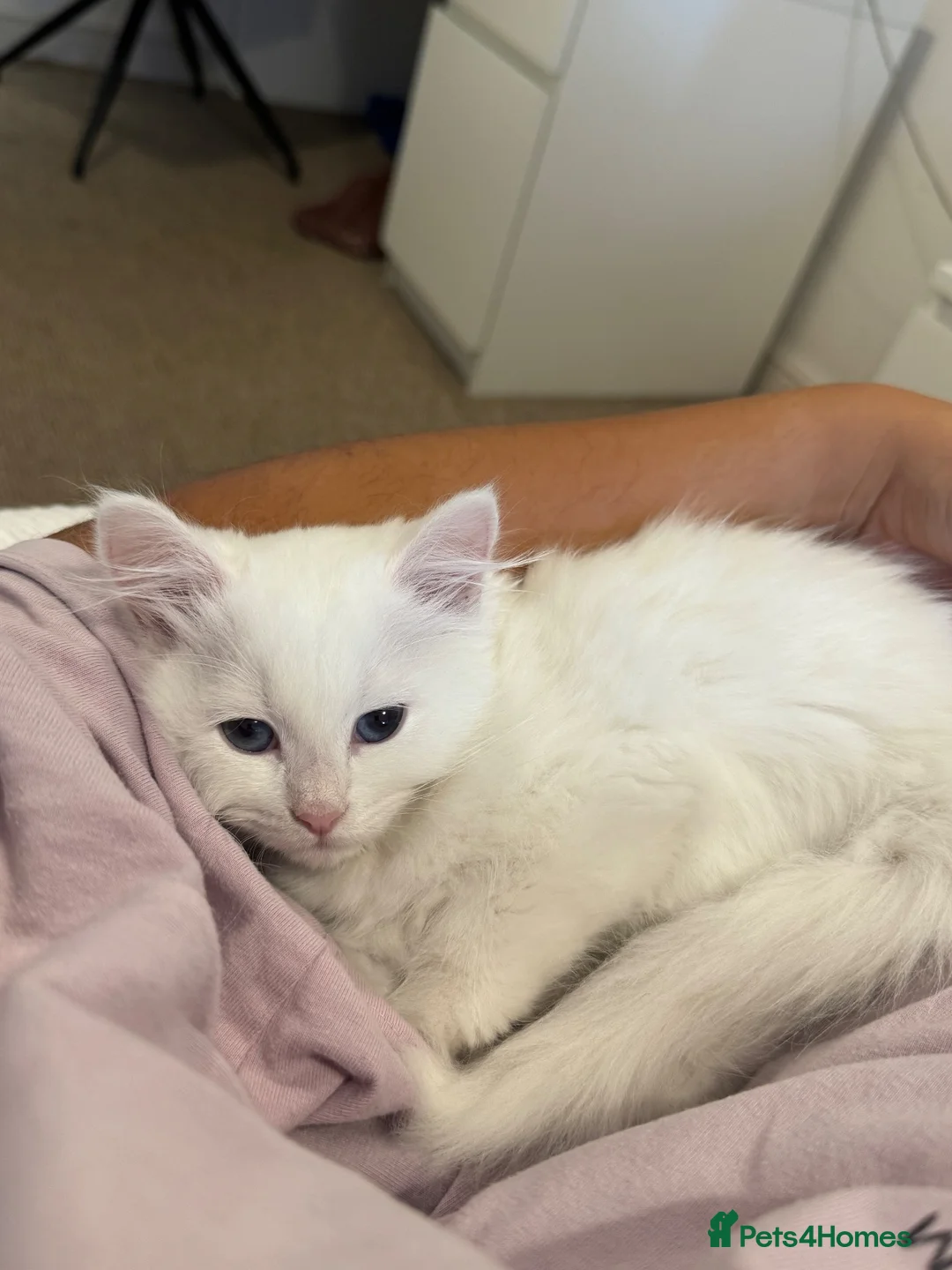 Siberian cats for sale: White Pure Siberian Kitten  in Leeds - Advert 7