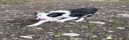 Border Collie dogs for sale: Border Collie Pup - Glen 🐾 - Advert 3