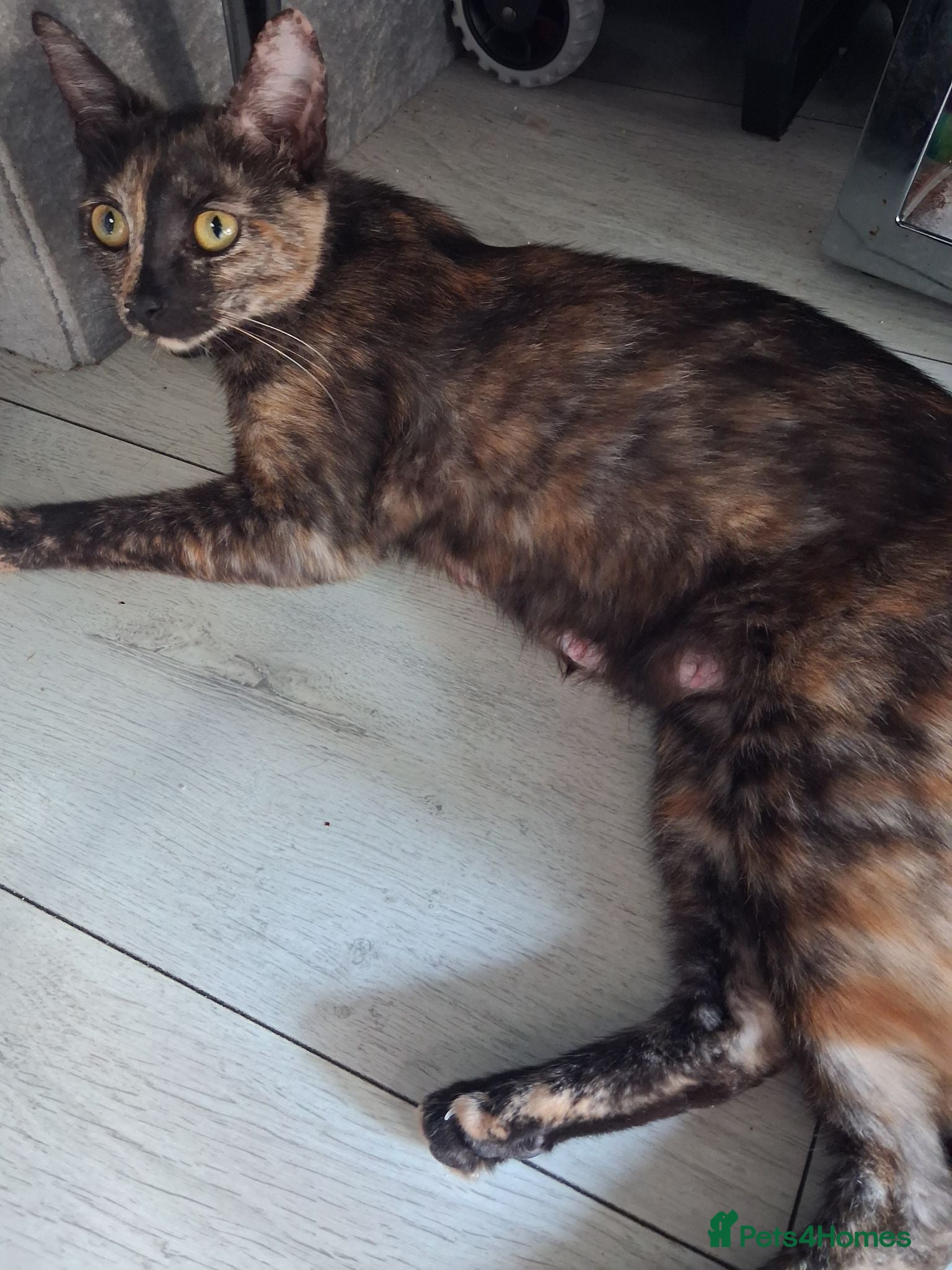 Mixed Breed cats Five beautiful kittens looking for a new home  - Advert 1