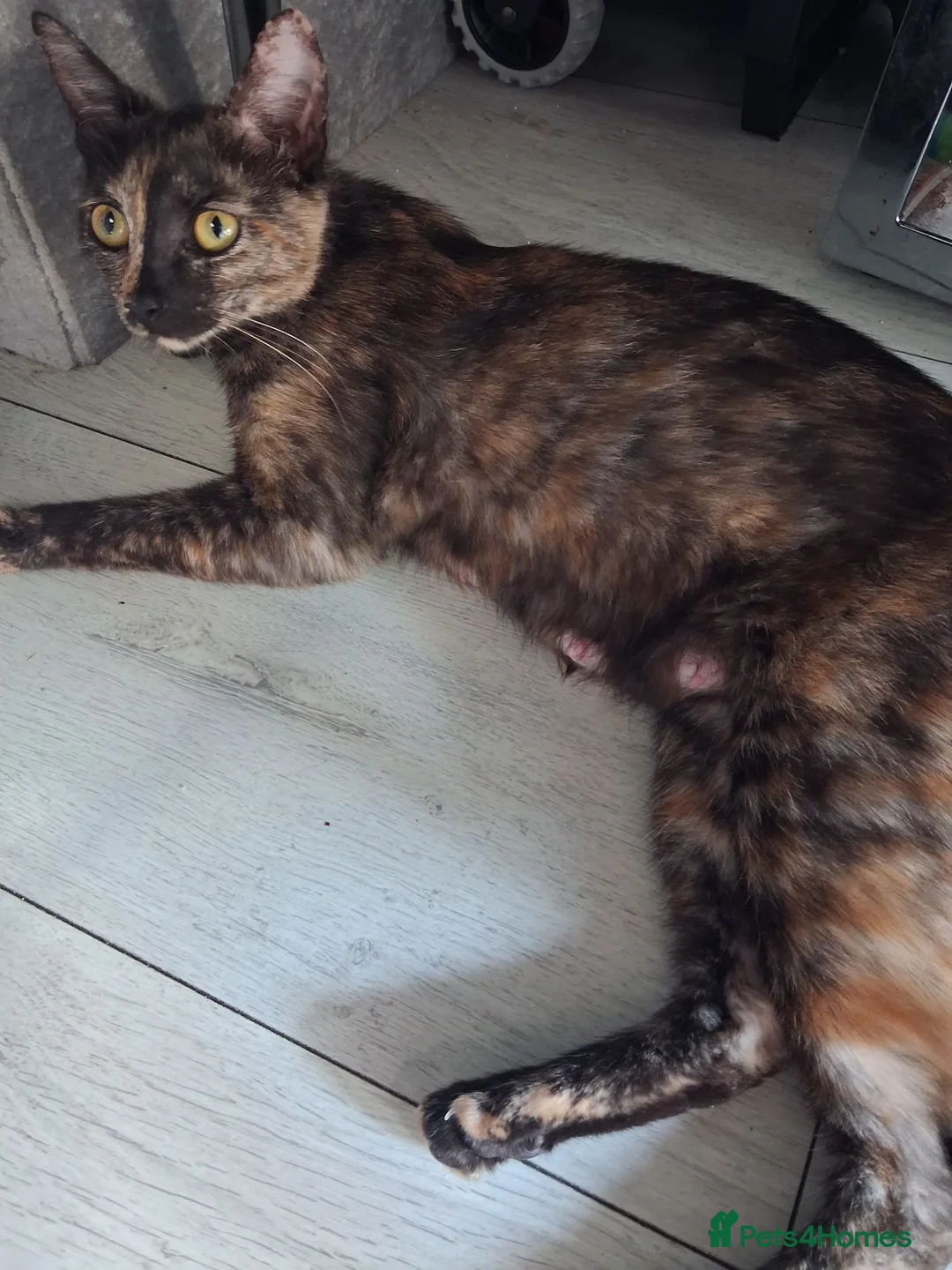 Mixed Breed cats for sale: Five beautiful kittens looking for a new home  - Advert 1