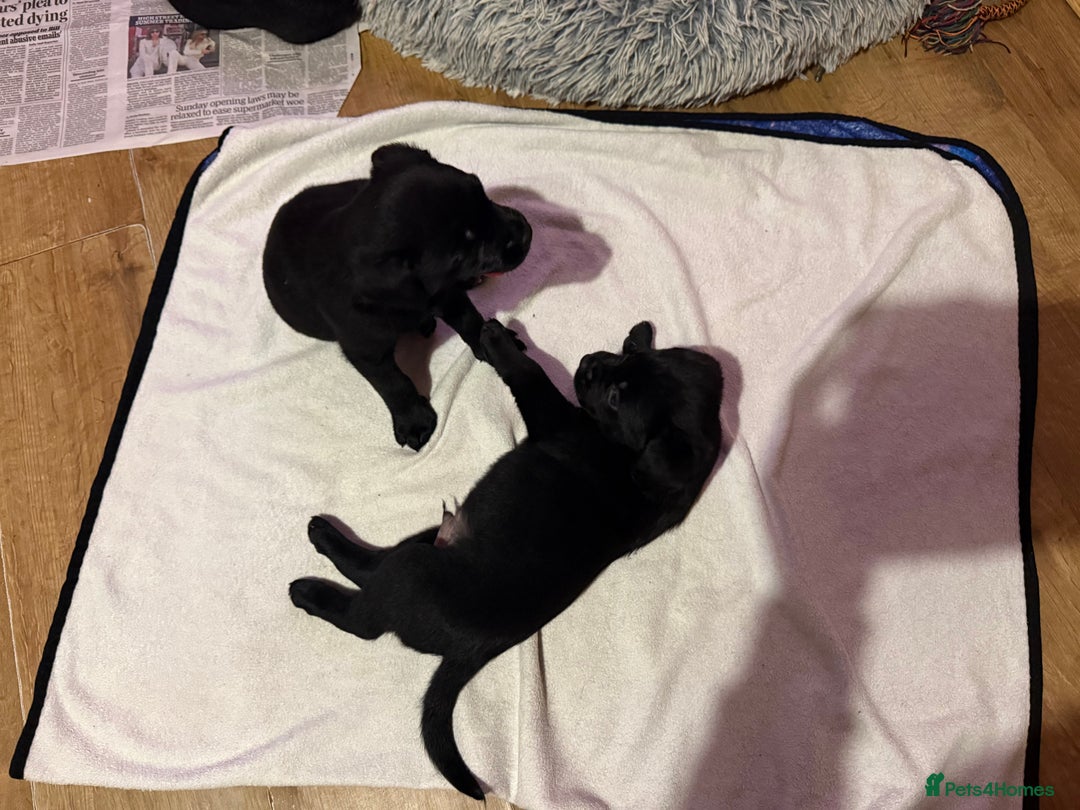 Mixed Breed dogs for sale: Labrotties - Image 5